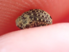 Cionus scrophulariae
