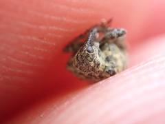 Cionus scrophulariae