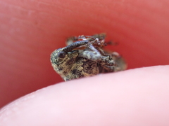 Cionus scrophulariae