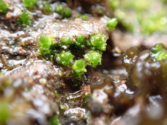 Bryum barnesii