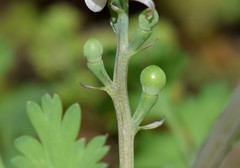 Fumaria macrocarpa