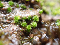 Bryum barnesii