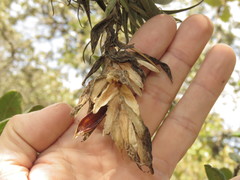 Tillandsia macdougallii