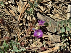 Astragalus megacarpus