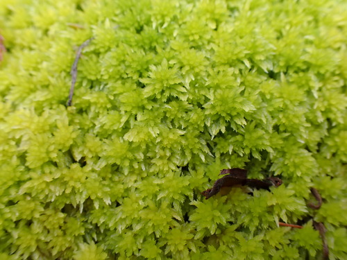 Image of Sphagnum rubiginosum by no rights reserved