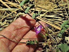 Astragalus megacarpus