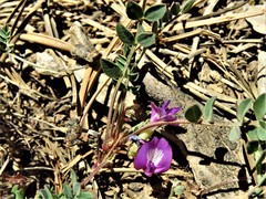 Astragalus megacarpus