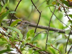 Synallaxis albescens