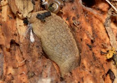 Tandonia sowerbyi
