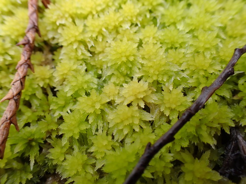 Image of Sphagnum rubiginosum by no rights reserved
