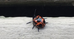 Labidomera clivicollis