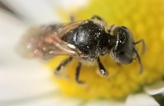 Anthophila