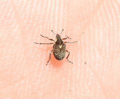 Phytobius leucogaster