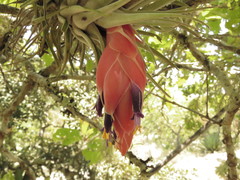 Tillandsia macdougallii