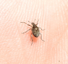 Phytobius leucogaster