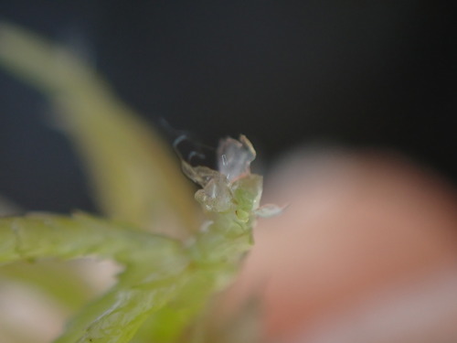 Image of Sphagnum rubiginosum by no rights reserved