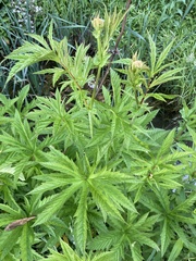 Filipendula rubra