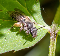 Andrena geranii