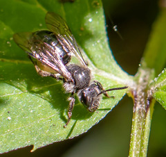 Andrena geranii