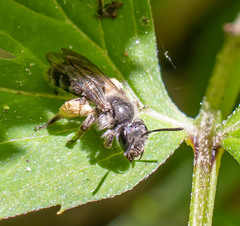 Andrena geranii