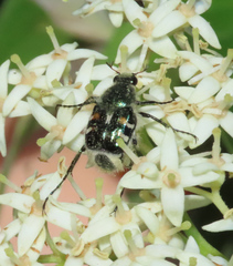 Trichiotinus piger