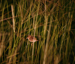 Cisticola brachypterus