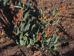 Rumex lacustris