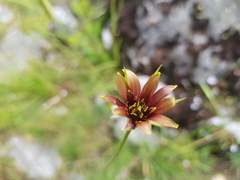 Tragopogon balcanicus