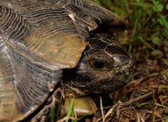 Testudo marginata
