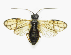 Cephalcia alpina