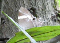 Abisara neophron