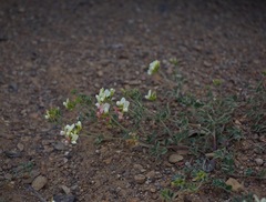 Acmispon grandiflorus grandiflorus