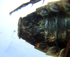 Cephalcia alpina