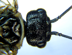 Cephalcia alpina