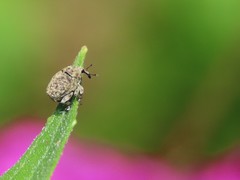 Acanthoscelidius acephalus