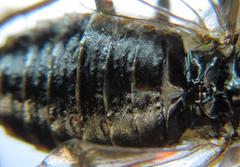 Cephalcia alpina