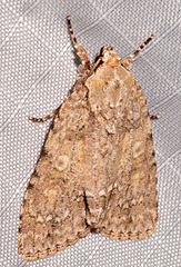 Acronicta immodica