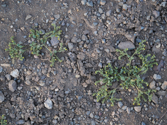 Phacelia monoensis