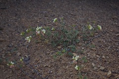 Acmispon grandiflorus grandiflorus