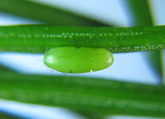 Cephalcia alpina