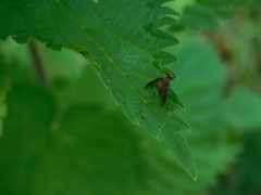 Chrysopilus luteolus