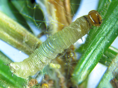 Cephalcia alpina