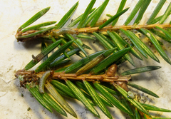 Cephalcia alpina