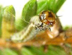Cephalcia alpina