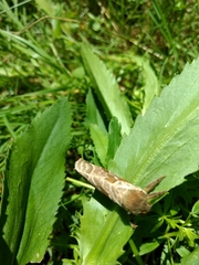 Sthenopis argenteomaculatus