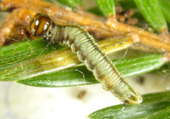 Cephalcia alpina