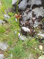 Tragopogon balcanicus