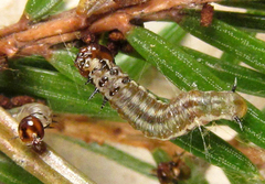 Cephalcia alpina