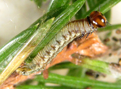 Cephalcia alpina