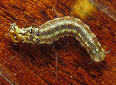 Cephalcia alpina